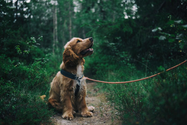 The Softest Guard Dog