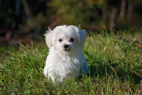 Pippin's Perfect Day