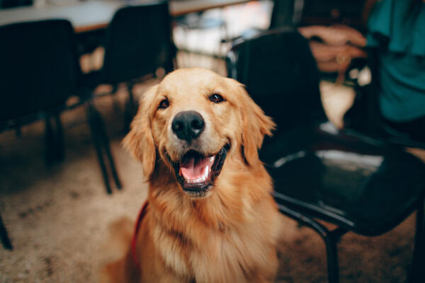 The Dog Who Smiled