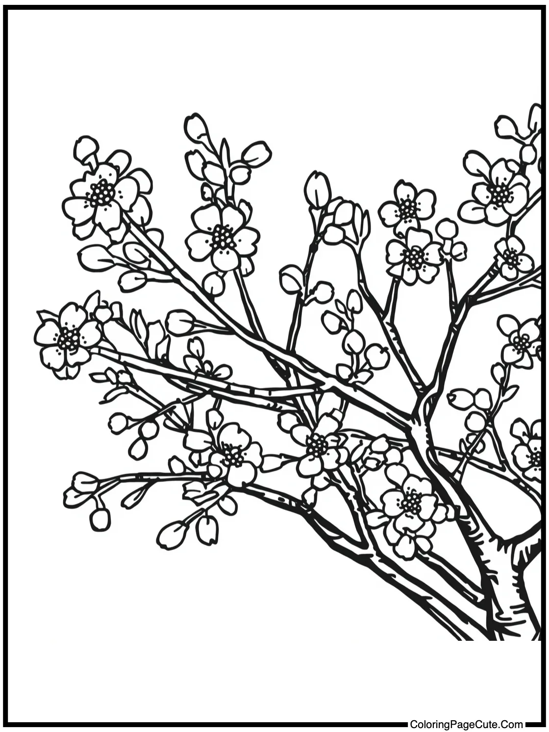 of a Cherry Blossom Tree (Close-up)