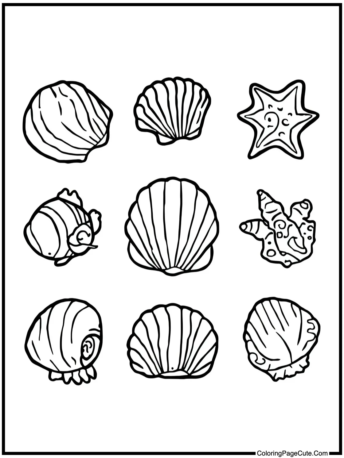 with a Seashell Collection