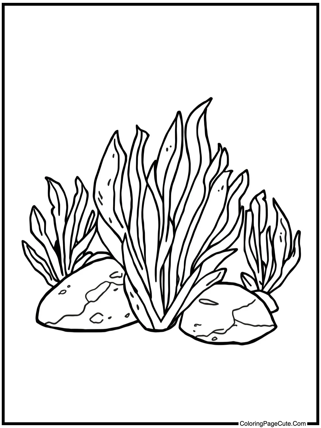 with Seaweed on Rocks