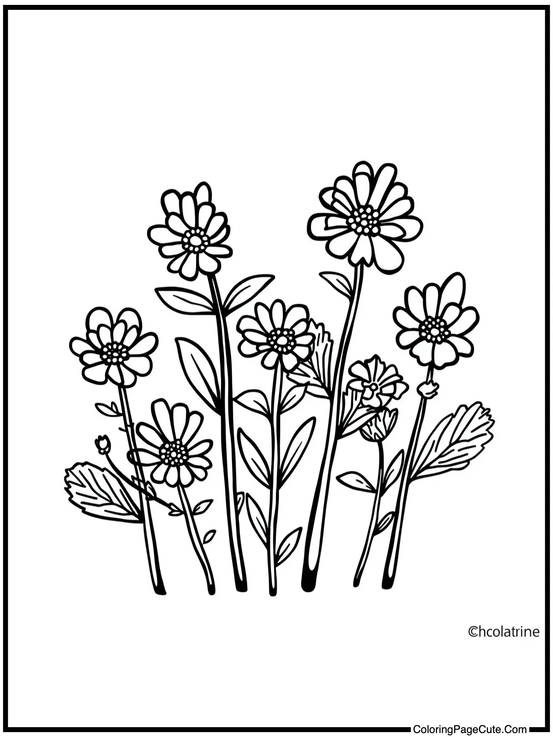 Mimosa growing plants