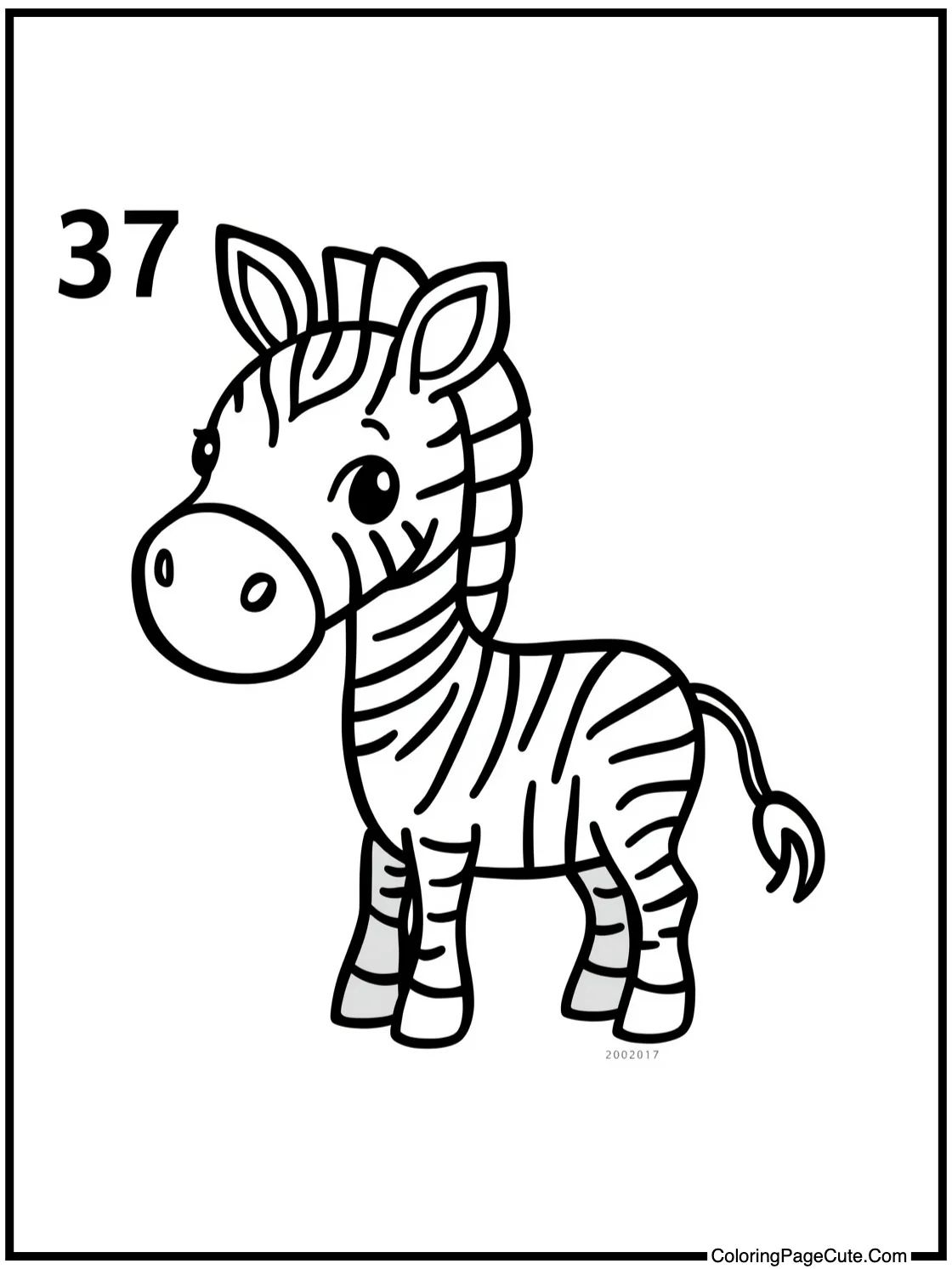 Zebra