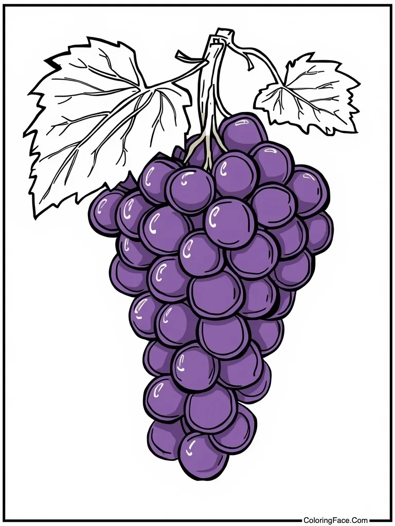Purple grapes on vine