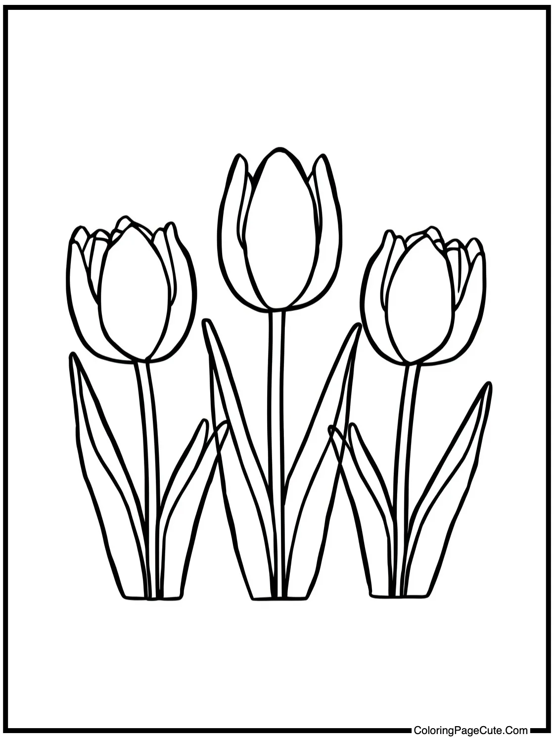 blooming tulips