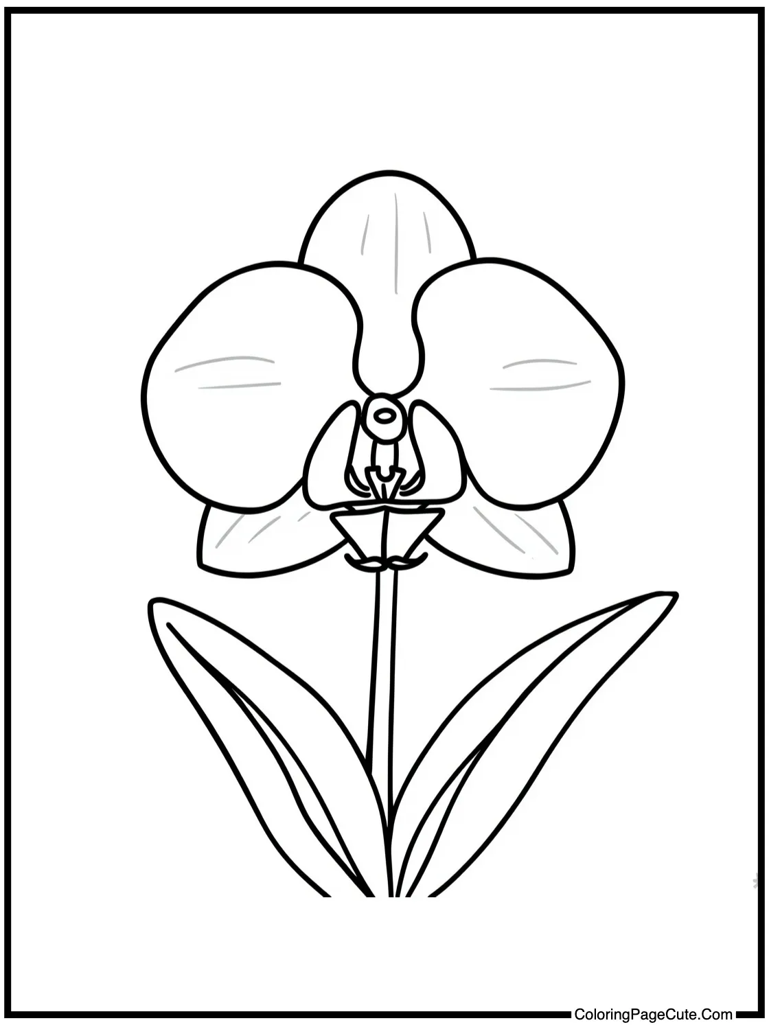 an elegant orchid