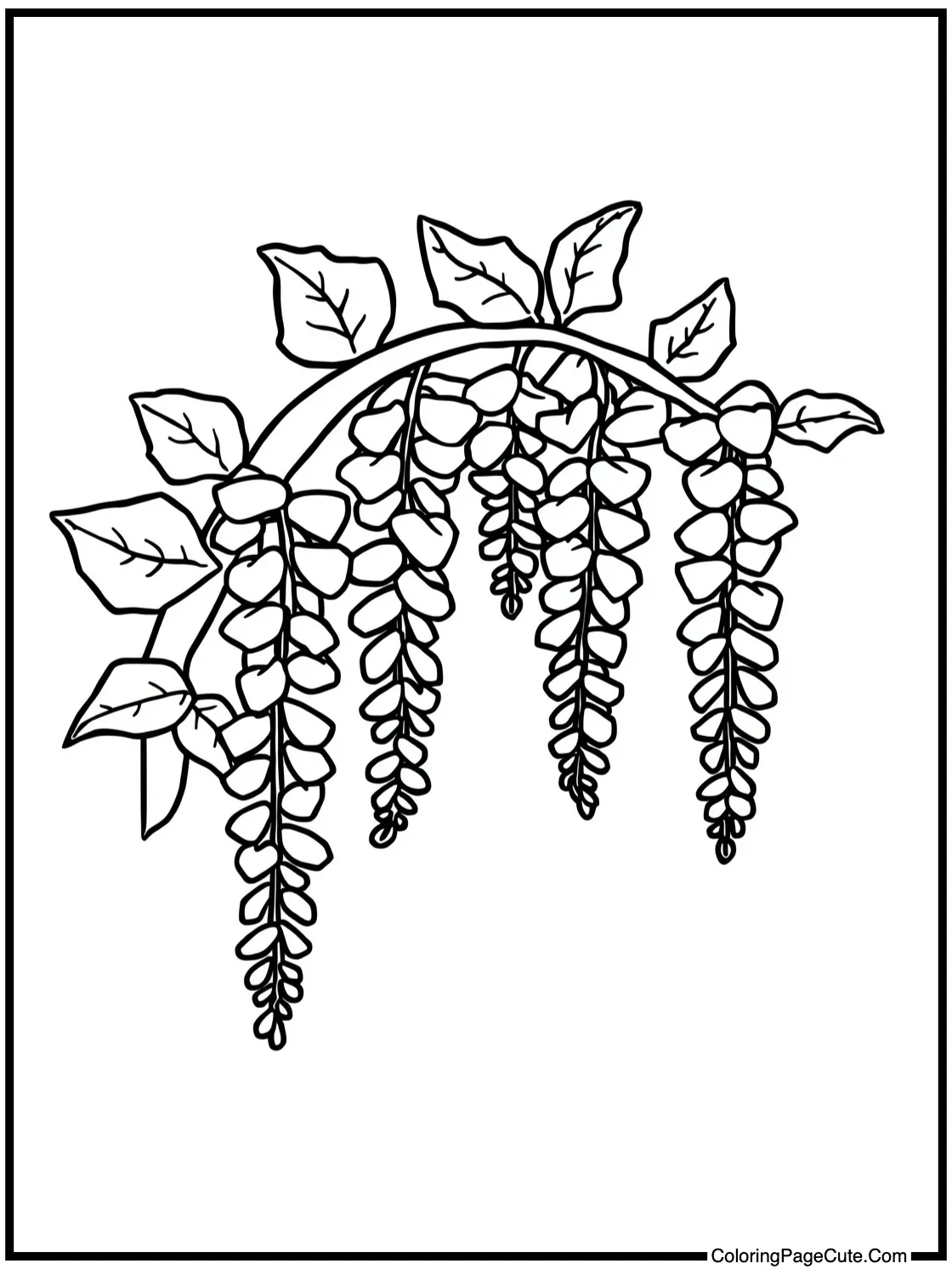 Wisteria tree blossoms.