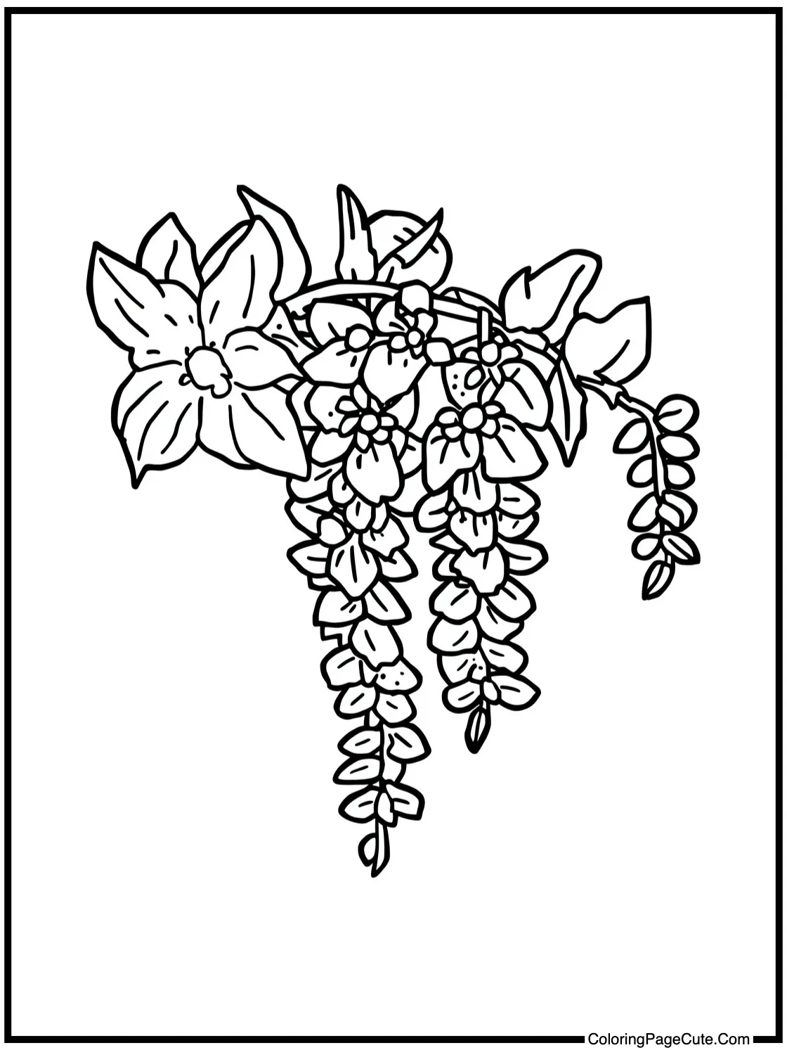 Wisteria flowers blooming.