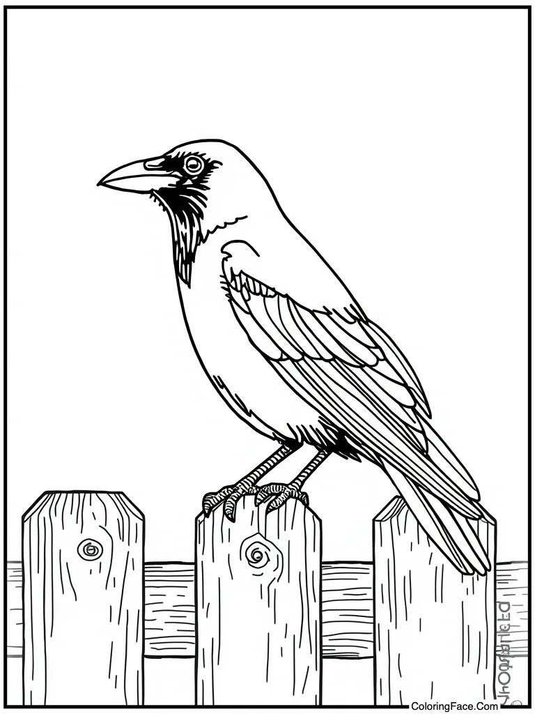 Crow sitting on fence