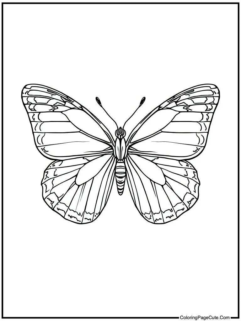 Sophisticated butterfly art
