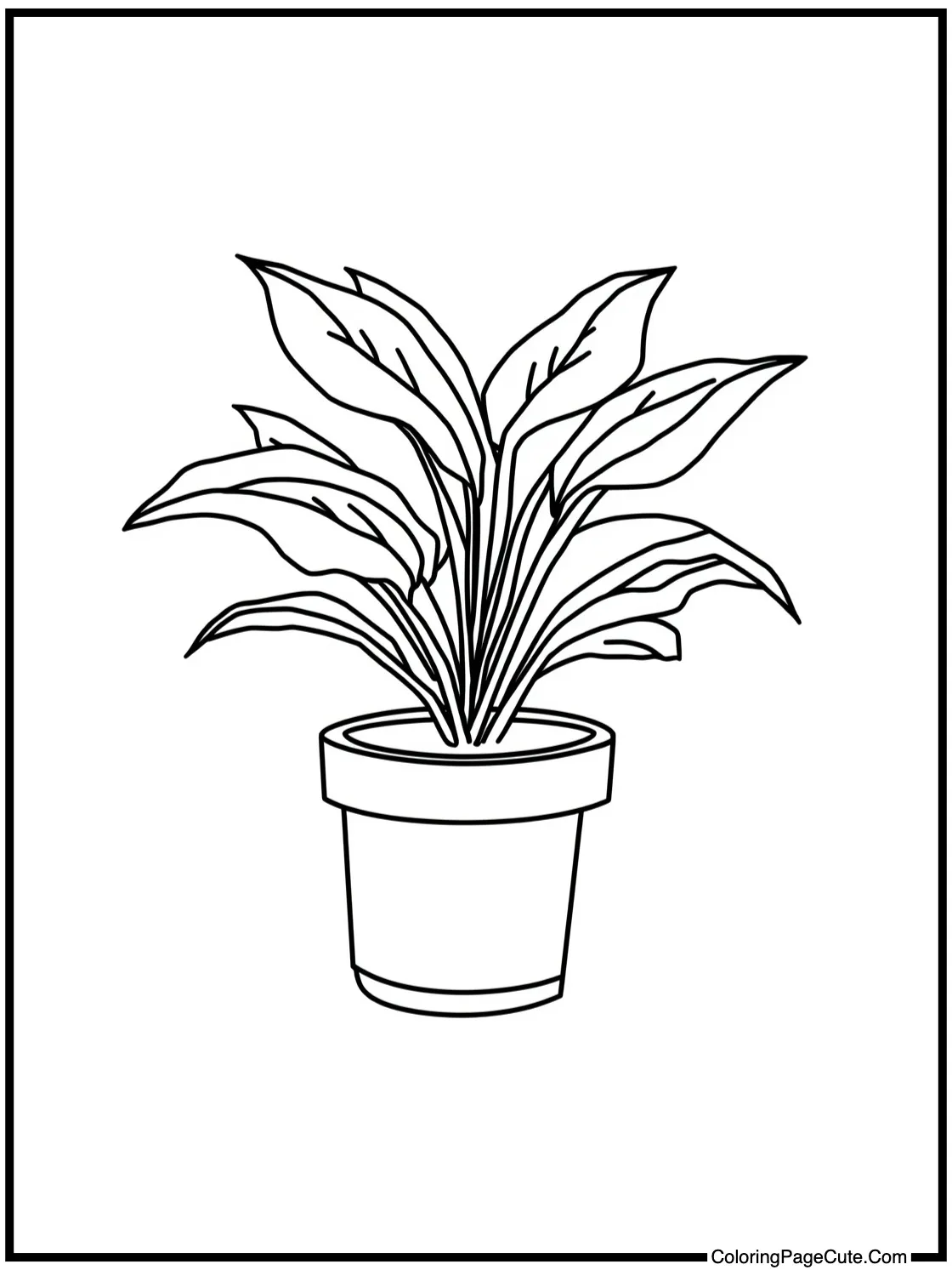 Mandrakes repotting class