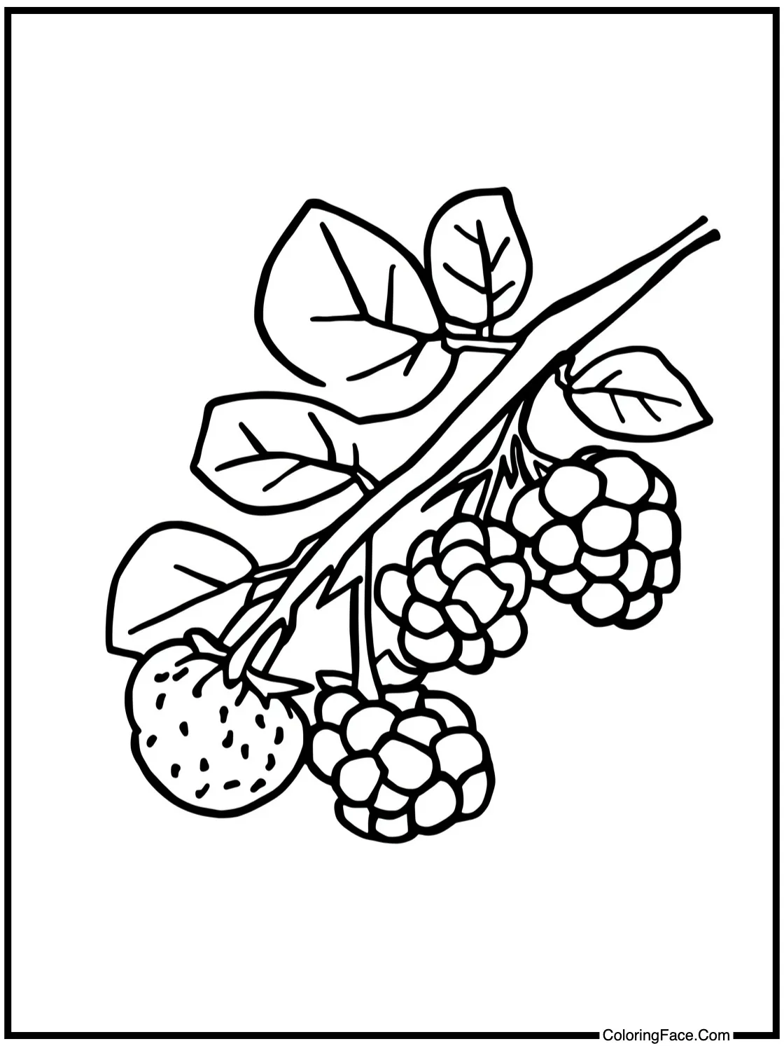 picking fresh berries