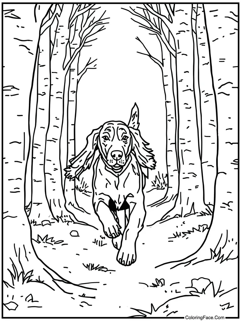 Red setter dog running