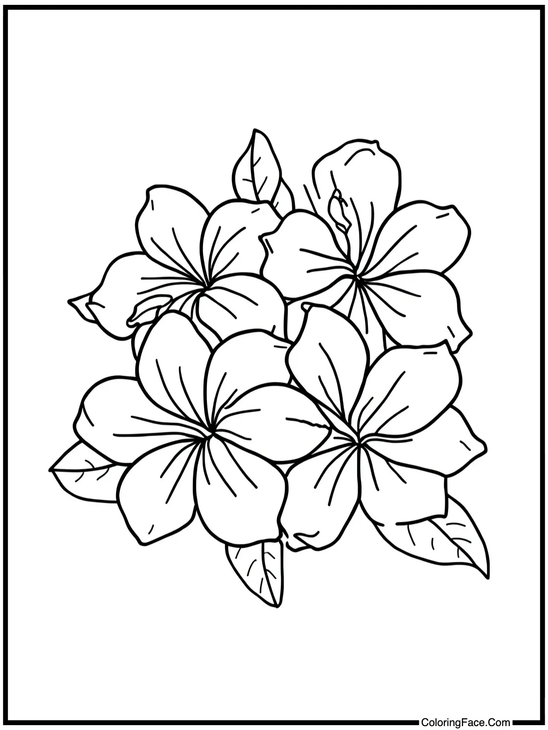 Beautiful plumeria flowers