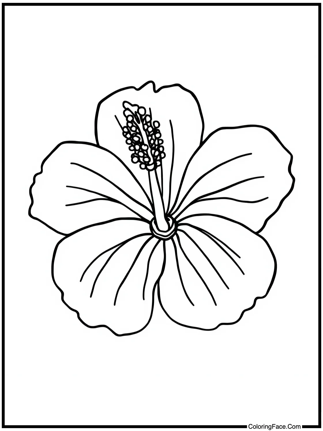 Hibiscus flower blooms